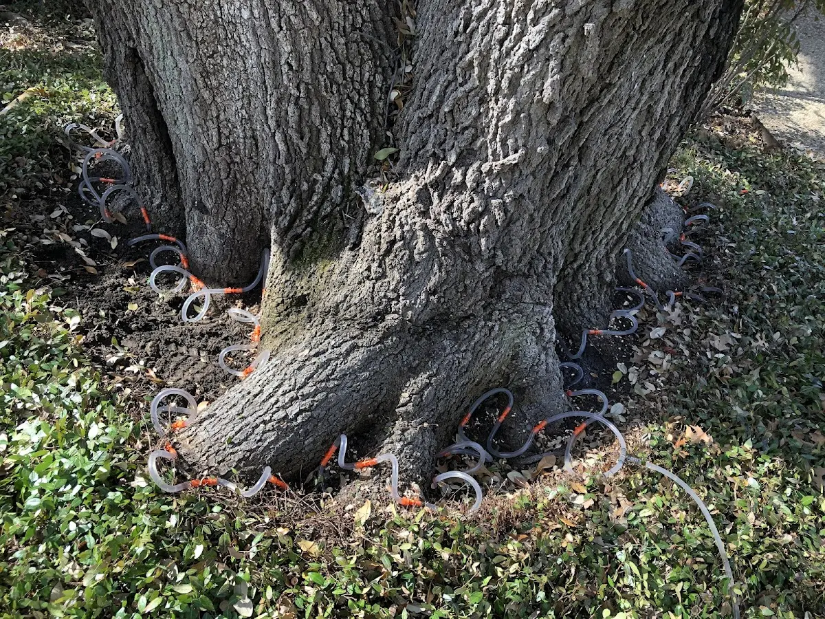 Detailed Tree Cabling and Bracing job site in Bruni