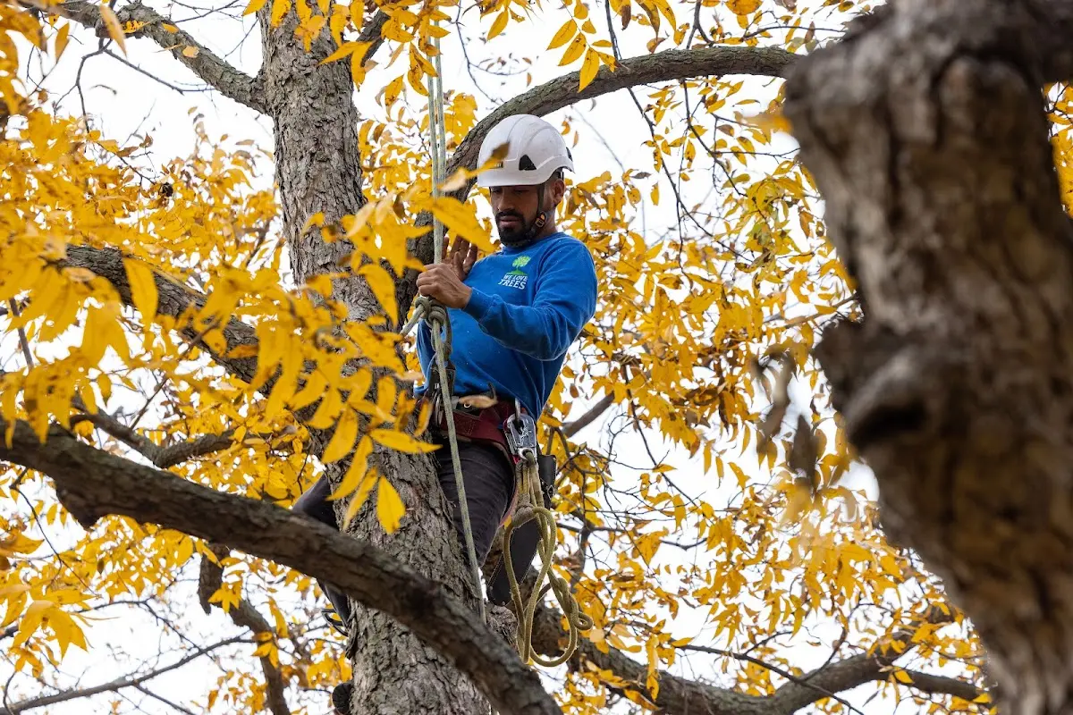 Skilled Tree Trimming crew working in Bruni