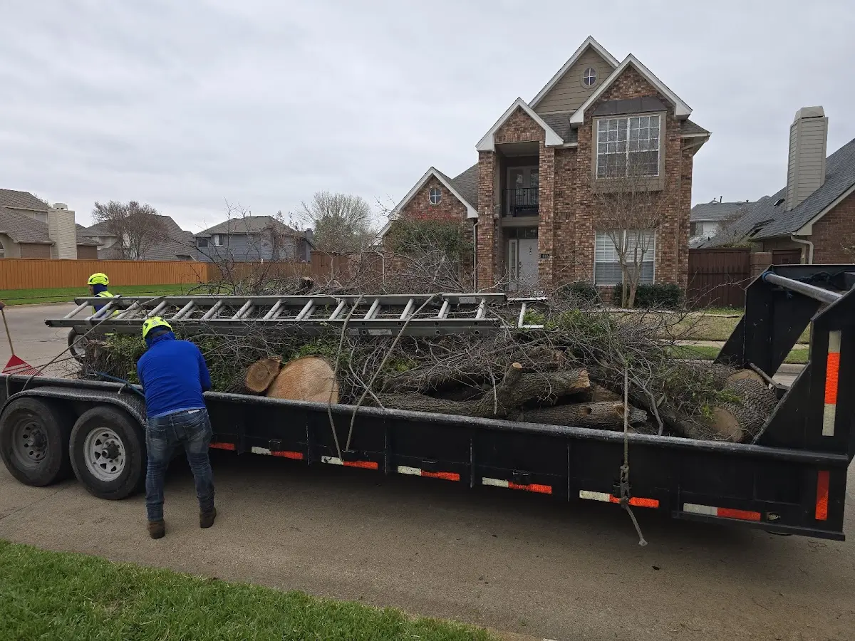 Expert Tree Removal with proper safety equipment in Bruni